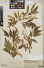 Foto von Salix fragilis L.